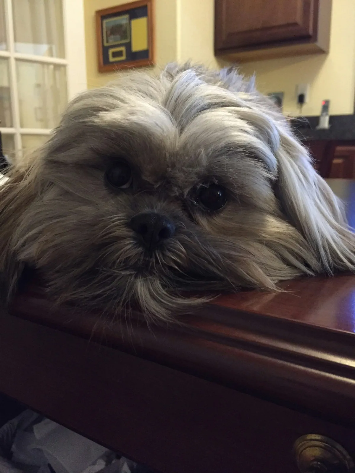 Cooper - Emotional Support doggo