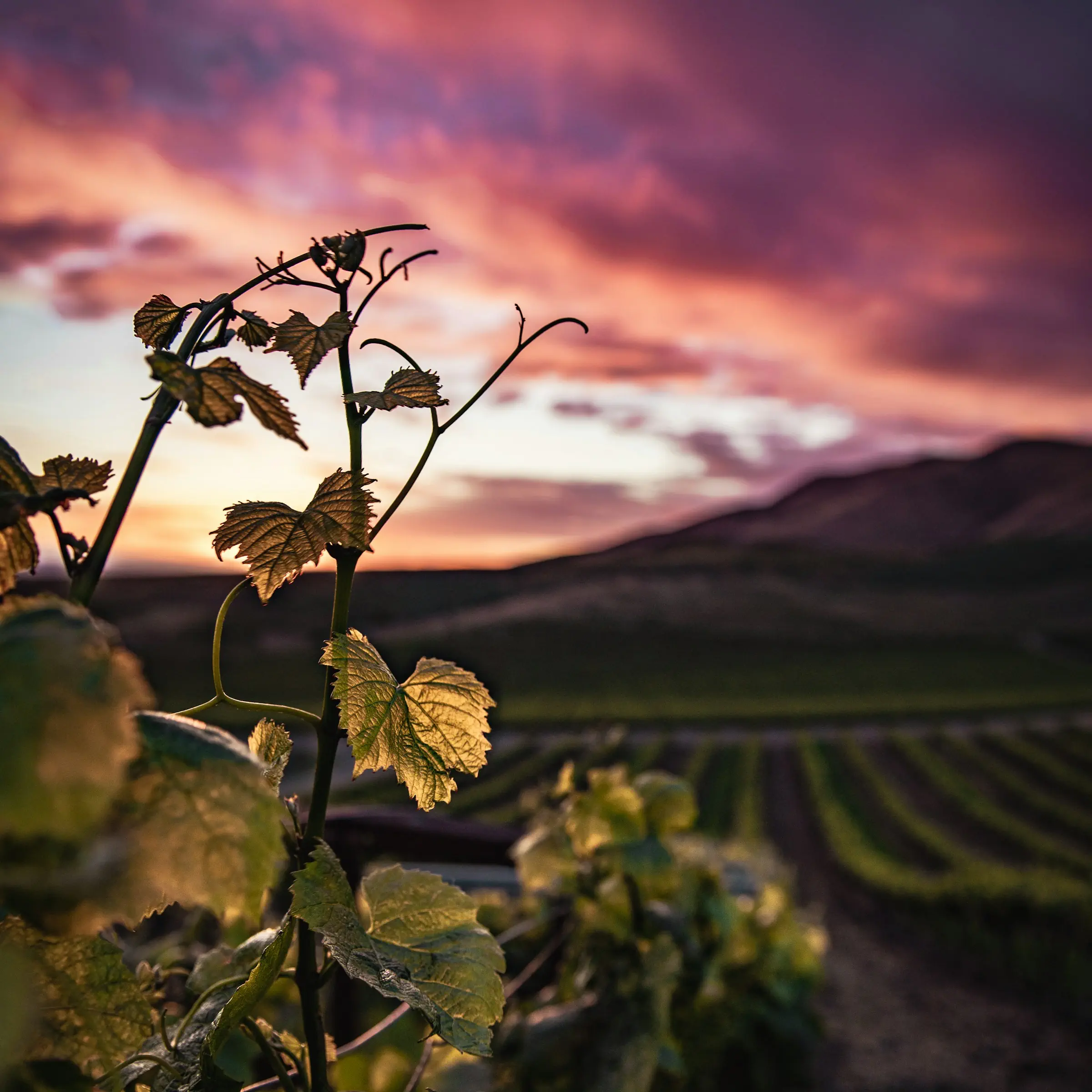 wine-country Grape vines at sunset